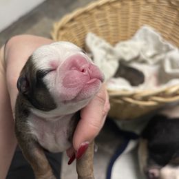 Bulldog Puppies from Heavenly English Bulldogs