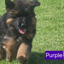 Purple Collar - Black and red female German Shepherd puppy in Sumner, Iowa from Vom Wilke Kennels