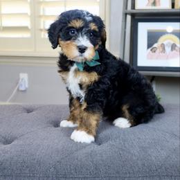 Spider Punk - Tri-color male Bernedoodle puppy in Murray, Utah from Sun Valley Doodles