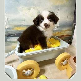 Boy 1 Mini Aussie - Red male Miniature Australian Shepherd puppy in Pensacola, Florida from TNT MINI AUSSIES