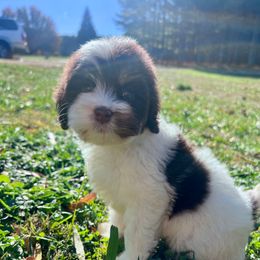 Glory with training - Brown and white female Cockapoo puppy in Boonville, North Carolina from Doods & Dolls