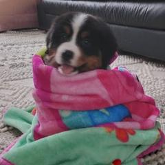 Bernese Mountain Dogs from RC Farm