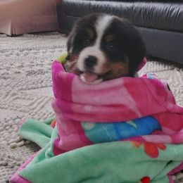 Bernese Mountain Dogs from RC Farm
