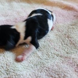 Girl2 - Tri-color female Cavalier King Charles Spaniel puppy in Albany, Oregon from Hit Parade Cavaliers