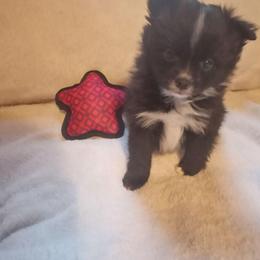 Oreo - Black parti female Pomeranian puppy in Wanette, Oklahoma from Council Creek Cuties