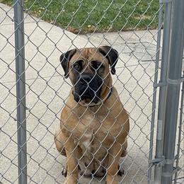 Maya - Boerboel