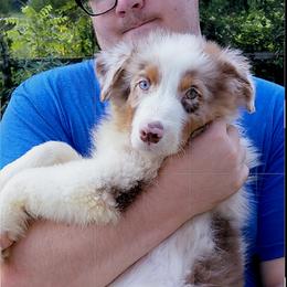 JAMIE - Red merle male Australian Shepherd puppy in Elk Creek, Missouri from Hearts on Fire Australian Shepherds