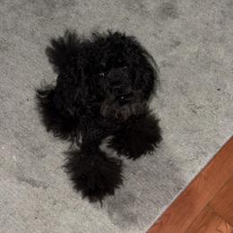 Night - Poodle