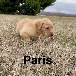 Paris - Yellow female Labrador Retriever puppy in Mineral, Virginia from Canine Assist