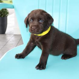 River - Chocolate female Labrador Retriever puppy in Camden, Indiana from Camden's Caring Canines