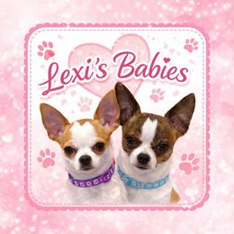 Chihuahuas from Lexi’s Babies
