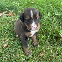 Gilbert - Sable male Bernedoodle puppy in Holden, Missouri from Mid-West Bernedoodles