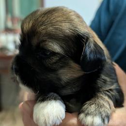 Gretchen - Brindle female Lhasa Apso puppy in Fort Worth, Texas from Cynthia's Lhasa Apsos