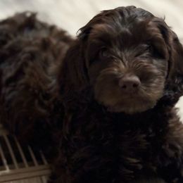 Bella - Chocolate Australian Labradoodle puppy in Oxford, Mississippi from Stony Brook Australian Labradoodles