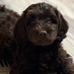 Bella - Chocolate Australian Labradoodle puppy in Oxford, Mississippi from Stony Brook Australian Labradoodles