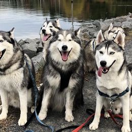Siberian Huskies from Michelle Johnson