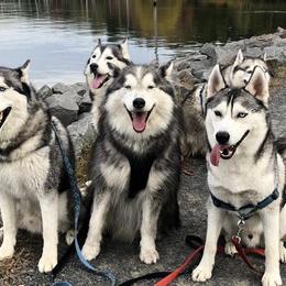Siberian Huskies from Michelle Johnson