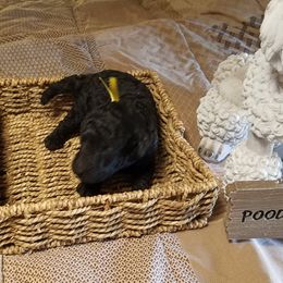 Poodle Puppies from Bear Cove Standard Poodles