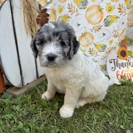 Comet - Merle male Saint Berdoodle puppy in Traverse City, Michigan from Bare Paws Saint Berdoodles