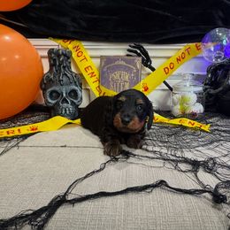 Dirt Rhodes Michael - Black and tan male Dachshund puppy in Wyoming, Rhode Island from Paws Laws k9