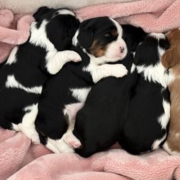 Cavalier King Charles Spaniel Puppies from Storycrest Cavaliers