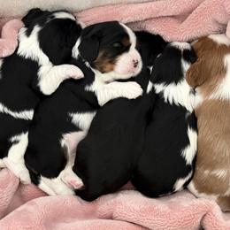 Cavalier King Charles Spaniel Puppies from Storycrest Cavaliers