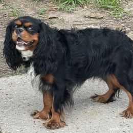 Meadow - Cavalier King Charles Spaniel