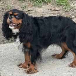 Meadow - Cavalier King Charles Spaniel