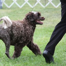 Portuguese Water Dogs from Anibays Portuguese Water Dogs