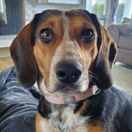 Beagles from Mountain River Beagles