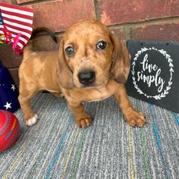 Lady - Dapple female Dachshund puppy in Tribbey, Oklahoma from Skyview Doxie Ranch