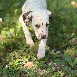 Zara - White and liver brown female Dalmatian puppy in Sedalia, Missouri from Missouri Dalmatians