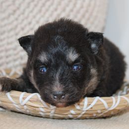 Kallie - Black Pomsky puppy in Apple Creek, Ohio from Luxe Pomskies & Bernedoodles