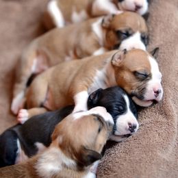 American Staffordshire Terrier Puppies from Liberty Am Staffs