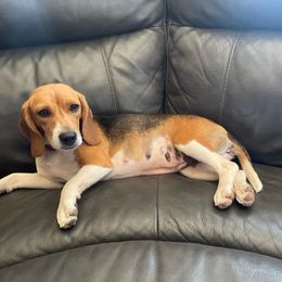 Hayley - Beagle