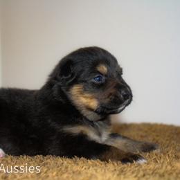 Java - Black tri-color female Australian Shepherd puppy in Stephenville, Texas from AW Standard Aussies