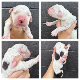 White - Mahogany and white female Saint Bernard puppy in Ladysmith, Wisconsin from Northwoods Saint Bernards