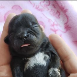 Shih Tzu Puppies from S&K shih tzu’s
