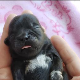 Shih Tzu Puppies from S&K shih tzu’s