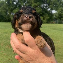 George Clooney - Phantom male Poodle puppy in Mount Gilead, Ohio from Cats Creek Standard Poodles