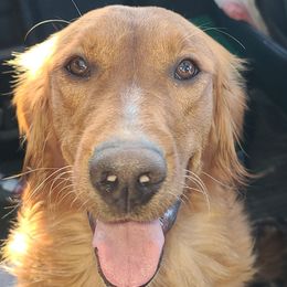 Kill - Golden Retriever