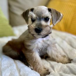 Poseidon - Wheaten male Miniature Schnauzer puppy in Menifee, California from Moonshine’s Minis