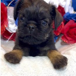 Mariana's boy - Red male Brussels Griffon puppy in Litchfield Park, Arizona from Melody Lane Brussels Griffons