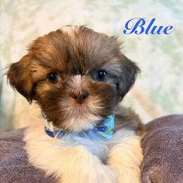 Blue - Liver and white male Shih Tzu puppy in Hemet, California from Aloha Shih Tzu
