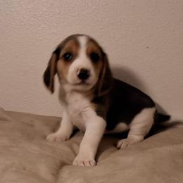 Buddy - Black tan and white male Beagle puppy in Lemoore, California from Linda's Puppies