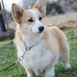 Kate - Pembroke Welsh Corgi