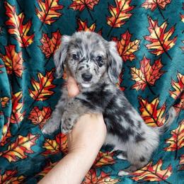 CKC NOAH - Dapple male Dachshund puppy in Swink, Oklahoma from Palali Farm