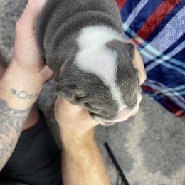 "Three" Bulldog Puppies from Lexie's Bulldogs