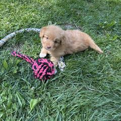 Boerboel and Nova Scotia Duck Tolling Retriever Puppies from Voyageur Kennels