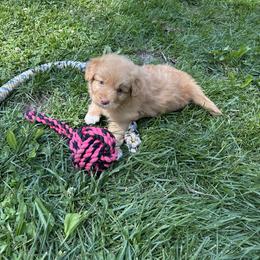 Boerboel and Nova Scotia Duck Tolling Retriever Puppies from Voyageur Kennels
